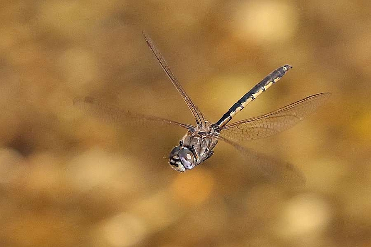 J17_3160 Hemicordulia tau.JPG